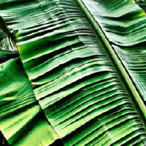 Plantas Exóticas no Mercado de Exportação