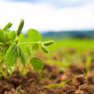 Agricultura Orgânica: Plantas que Dão Maior Retorno
