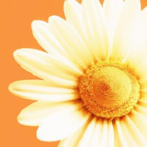Como Aumentar o Lucro na Produção de Flores