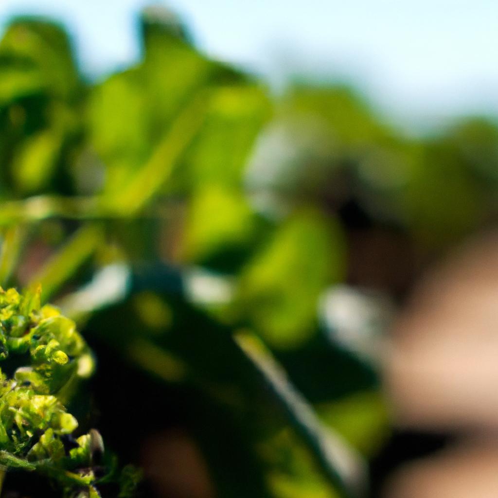 Benefícios da Agricultura Orgânica para o Solo e Meio Ambiente